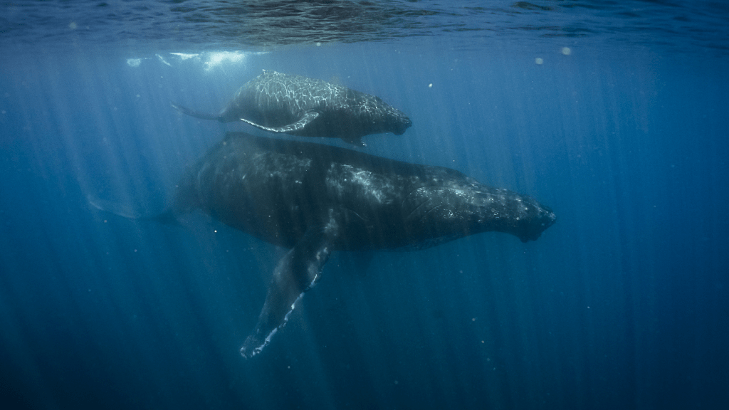 El valor de los arrecifes de coral 